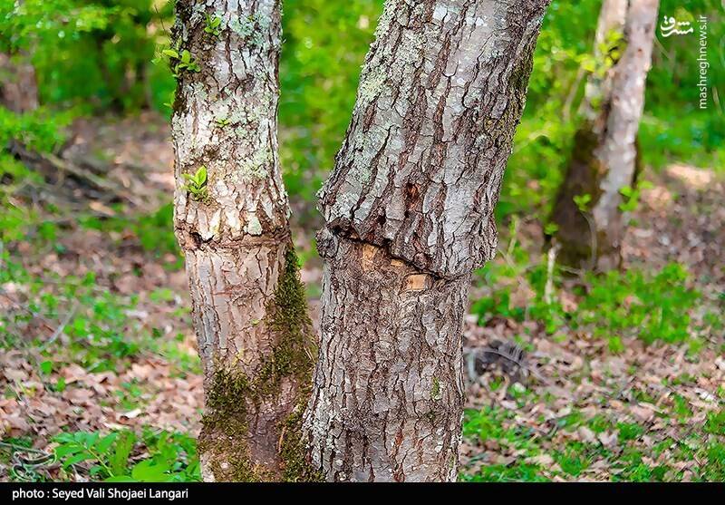 بیرحمی قاچاقچیان چوب با کتزنی درختان +فیلم