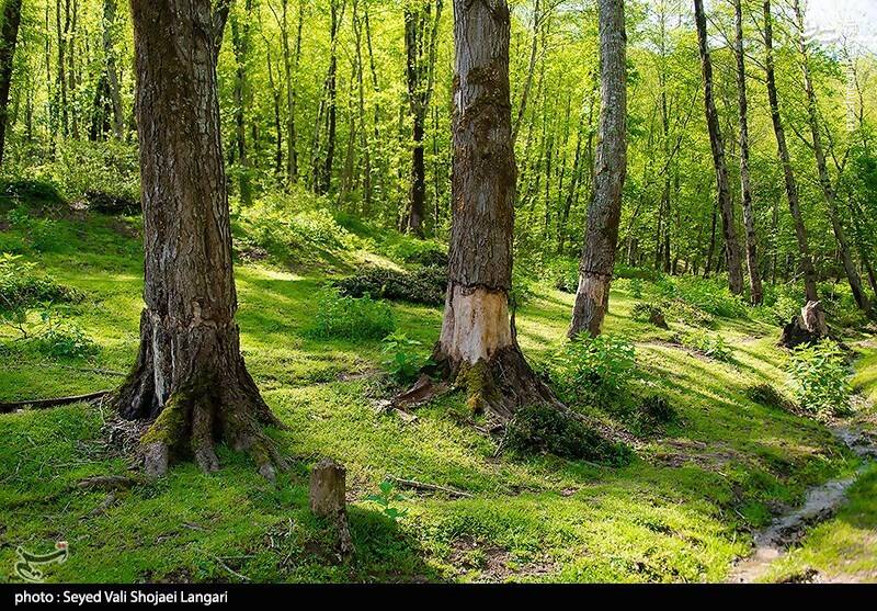 بی‌رحمی قاچاقچیان چوب با کت‌زنی درختان +فیلم