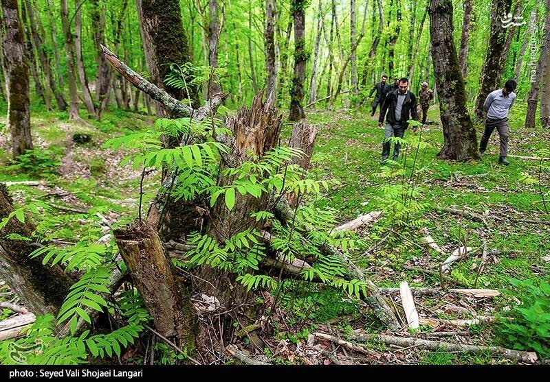 بیرحمی قاچاقچیان چوب با کتزنی درختان +فیلم