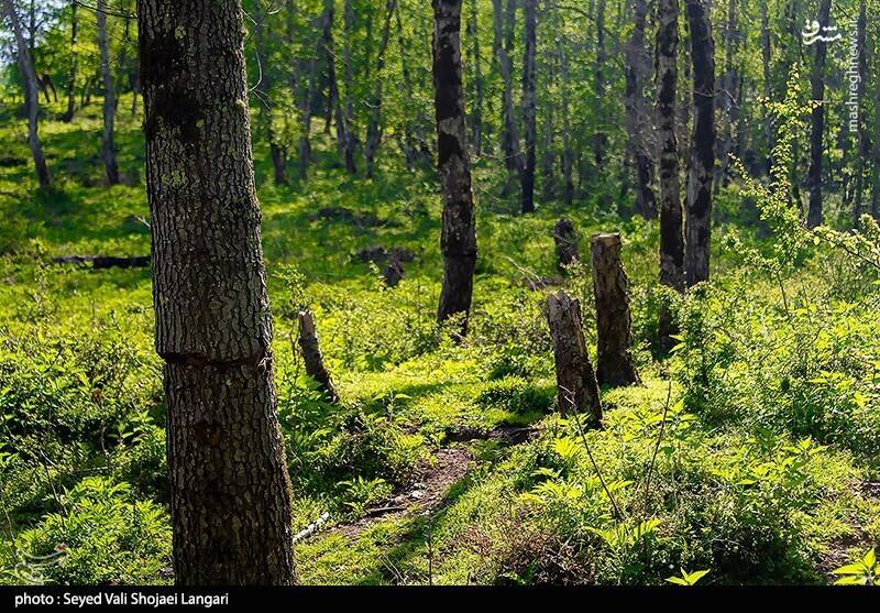 بیرحمی قاچاقچیان چوب با کتزنی درختان +فیلم