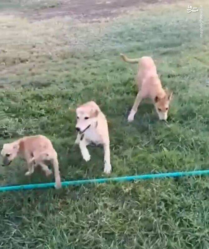 حمله سگهای ولگرد به تمرین تیم لیگ برتری +عکس