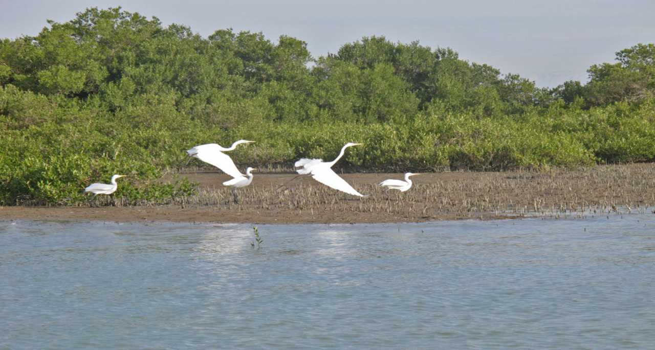 جزیره ابوموسی: جاذبههای طبیعی و فرهنگی در دل خلیج فارس +عکس