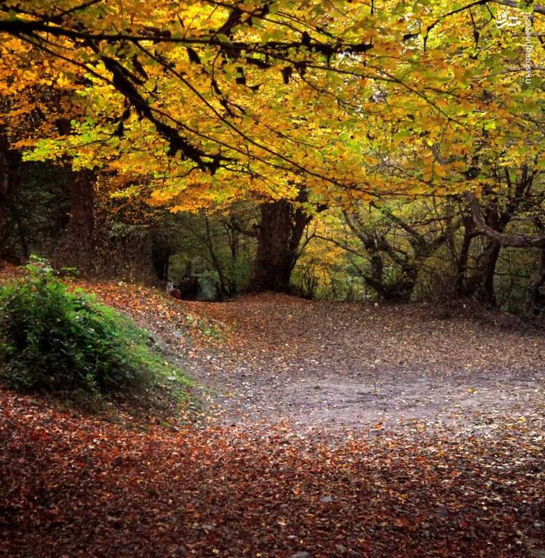 زیبایی روزهای آخر پاییز در جنگلهای هیرکانی + عکس