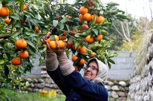عکس / برداشت مرکبات از باغات شهرستان سوادکوه