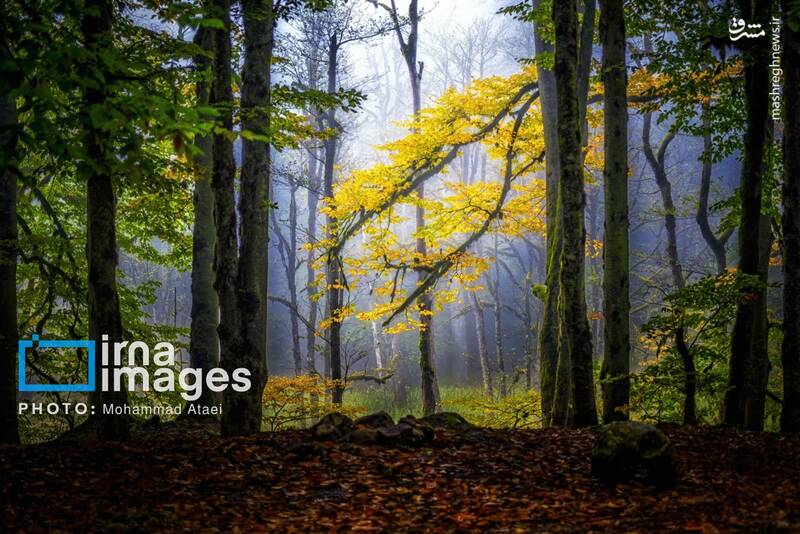 عکس / پاییز در جنگلهای گلستان 35