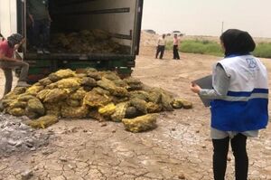معدوم شدن 150هزار کامیون سیبزمینی و پیاز