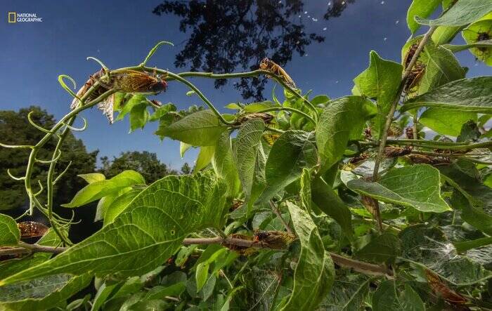 نگاهی به عکسهای منتخب سال نشنال جئوگرافیک/ عکاس ایرانی در میان منتخبان