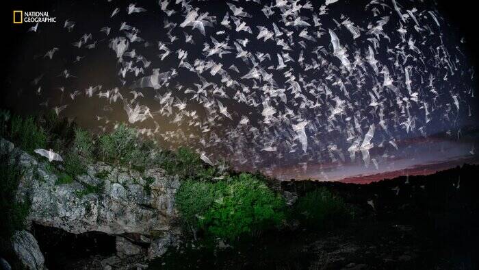 نگاهی به عکسهای منتخب سال نشنال جئوگرافیک/ عکاس ایرانی در میان منتخبان