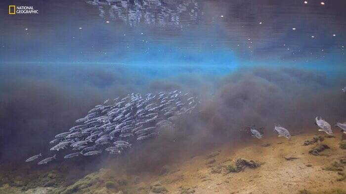 نگاهی به عکسهای منتخب سال نشنال جئوگرافیک/ عکاس ایرانی در میان منتخبان