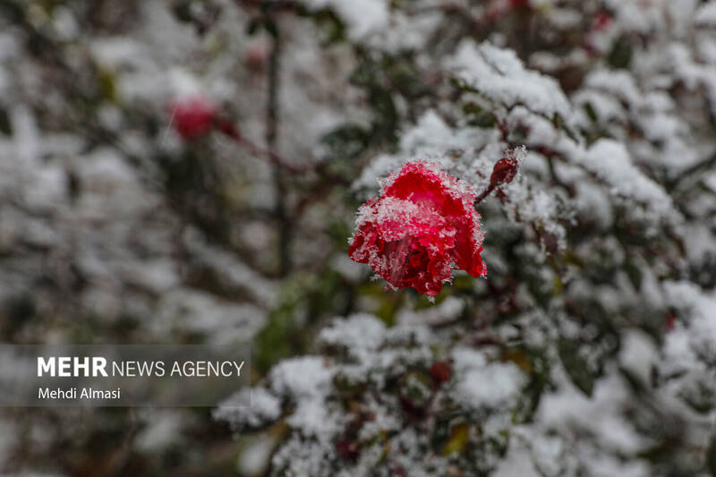 بارش برف پاییزی در زنجان
