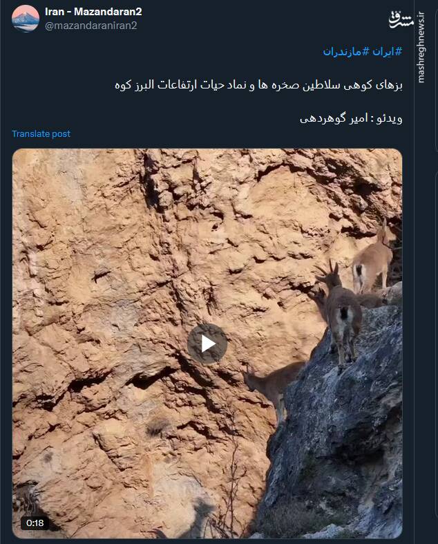 تصاویری از سلاطین صخرههای ارتفاعات البرز کوه