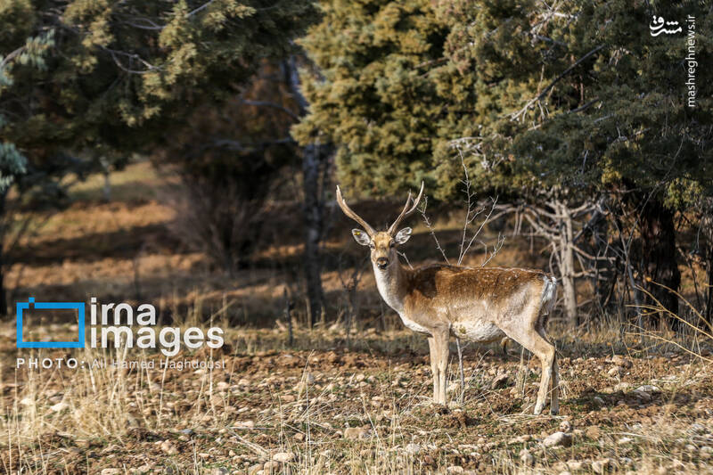 عکس/ گوزن زرد ایرانی