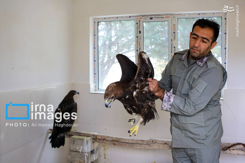 عکس/ گوزن زرد ایرانی