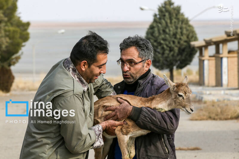 عکس/ گوزن زرد ایرانی