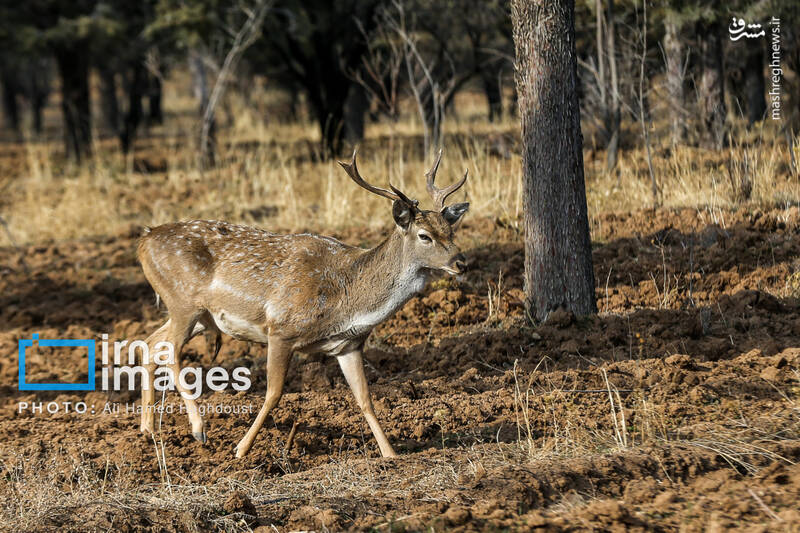 عکس/ گوزن زرد ایرانی