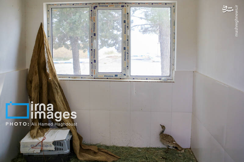 عکس/ گوزن زرد ایرانی