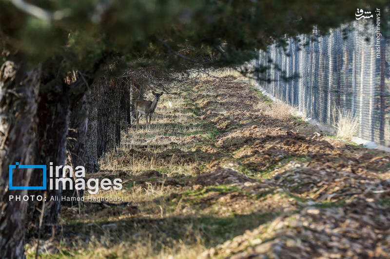 عکس/ گوزن زرد ایرانی