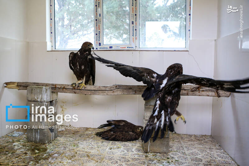 عکس/ گوزن زرد ایرانی