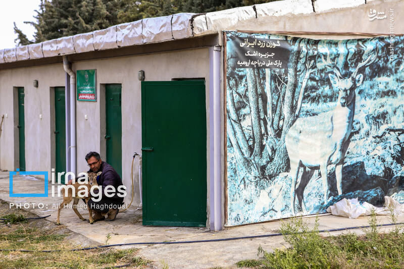 عکس/ گوزن زرد ایرانی