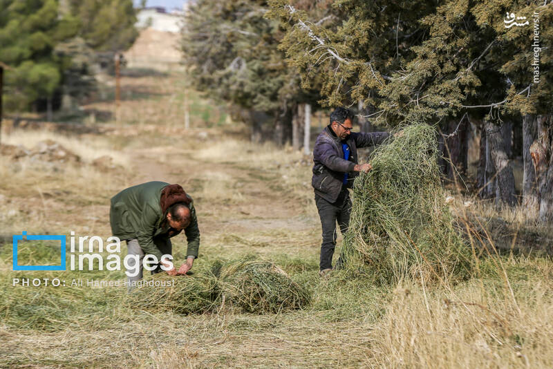 عکس/ گوزن زرد ایرانی
