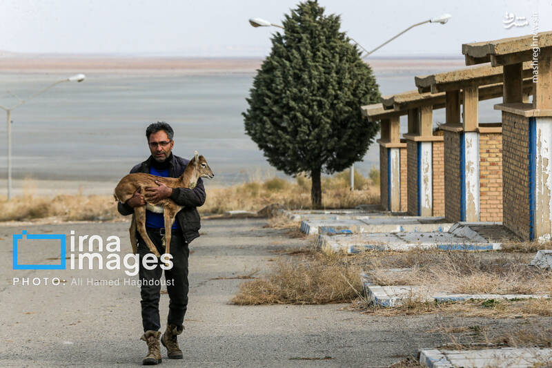 عکس/ گوزن زرد ایرانی