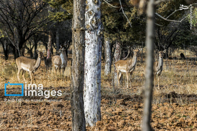 عکس/ گوزن زرد ایرانی