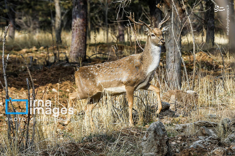 عکس/ گوزن زرد ایرانی