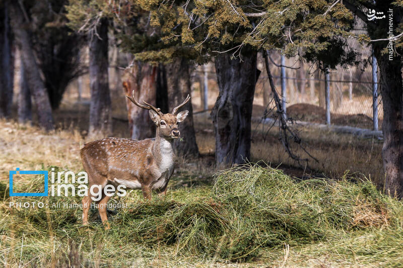 عکس/ گوزن زرد ایرانی