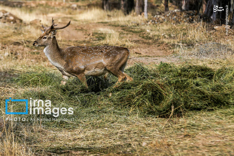 عکس/ گوزن زرد ایرانی