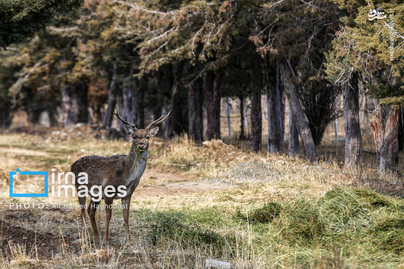 عکس/ گوزن زرد ایرانی