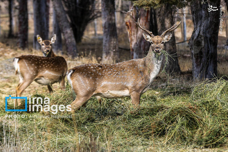 عکس/ گوزن زرد ایرانی
