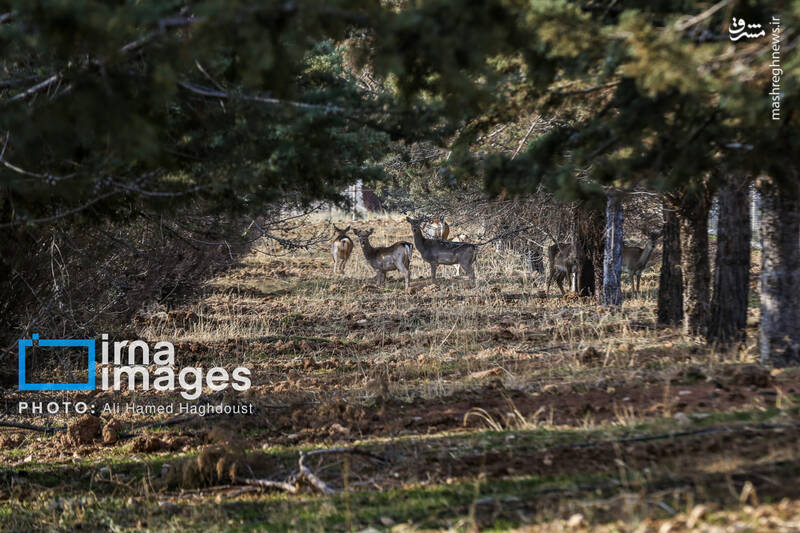 عکس/ گوزن زرد ایرانی