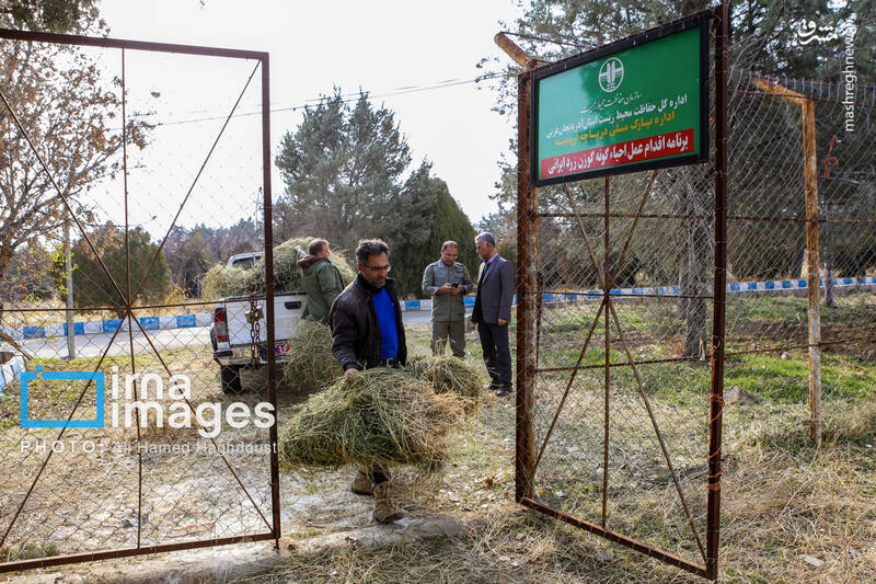 عکس/ گوزن زرد ایرانی