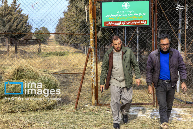 عکس/ گوزن زرد ایرانی