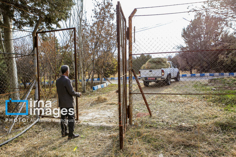 عکس/ گوزن زرد ایرانی