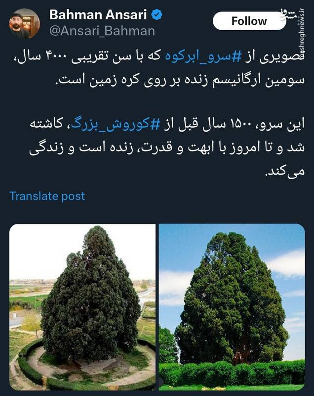 تصویری از سرو ابرکوه؛ سومین ارگانیسم زنده بر روی کره زمین