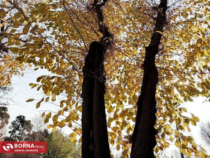 عکس/ پاییز در بوستان ساعی تهران