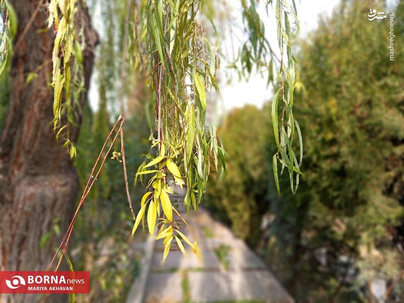 عکس/ پاییز در بوستان ساعی تهران