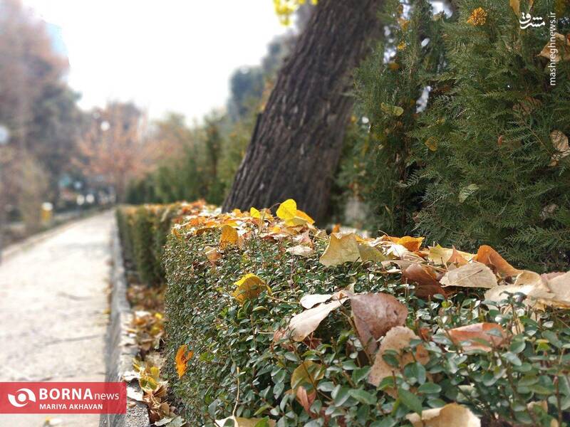 عکس/ پاییز در بوستان ساعی تهران
