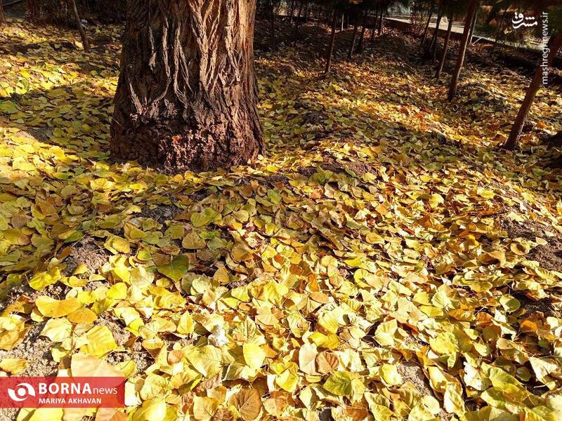 عکس/ پاییز در بوستان ساعی تهران