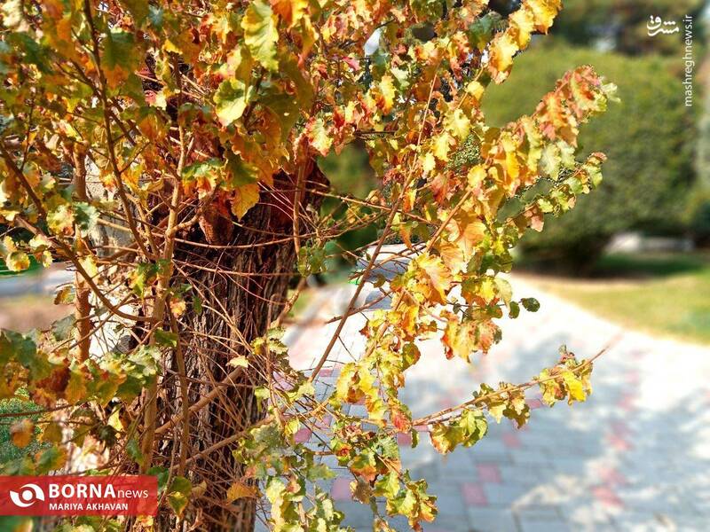 عکس/ پاییز در بوستان ساعی تهران