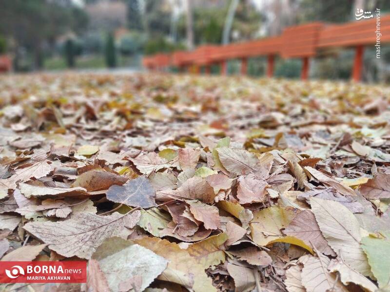 عکس/ پاییز در بوستان ساعی تهران