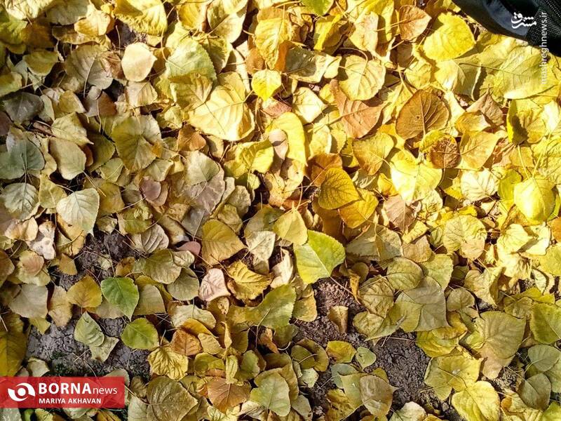 عکس/ پاییز در بوستان ساعی تهران