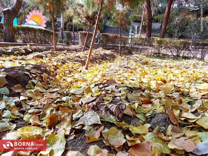 عکس/ پاییز در بوستان ساعی تهران