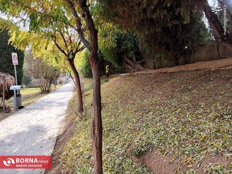عکس/ پاییز در بوستان ساعی تهران
