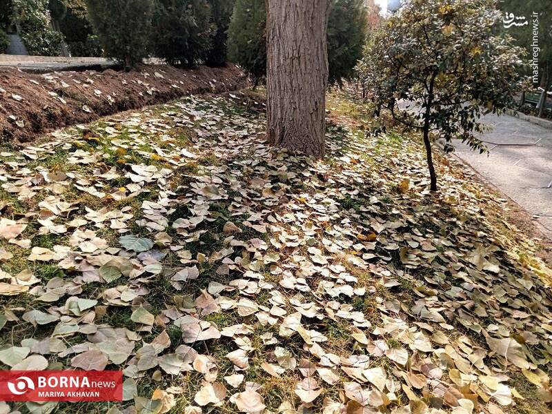عکس/ پاییز در بوستان ساعی تهران