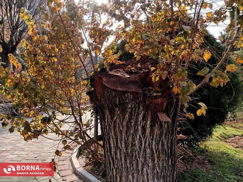 عکس/ پاییز در بوستان ساعی تهران