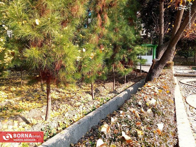 عکس/ پاییز در بوستان ساعی تهران