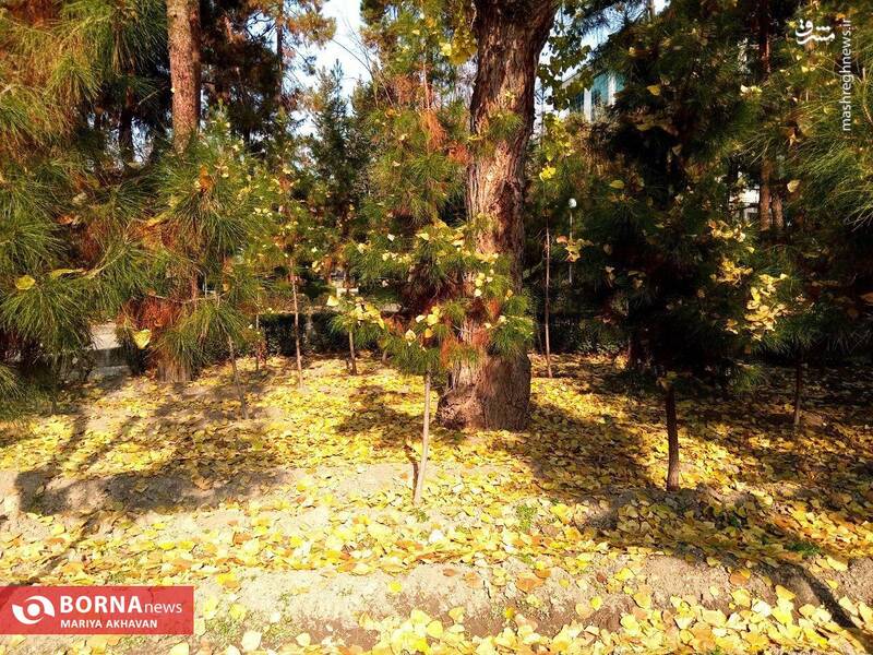 عکس/ پاییز در بوستان ساعی تهران