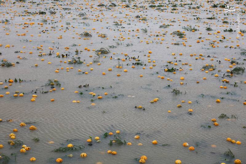 وضعیت مزرعه کدو تنبل پس از بارندگی شدید در شهر سنت پولتن -اتریش وضعیت مزرعه کدو تنبل پس از بارندگی شدید در شهر سنت پولتن -اتریش